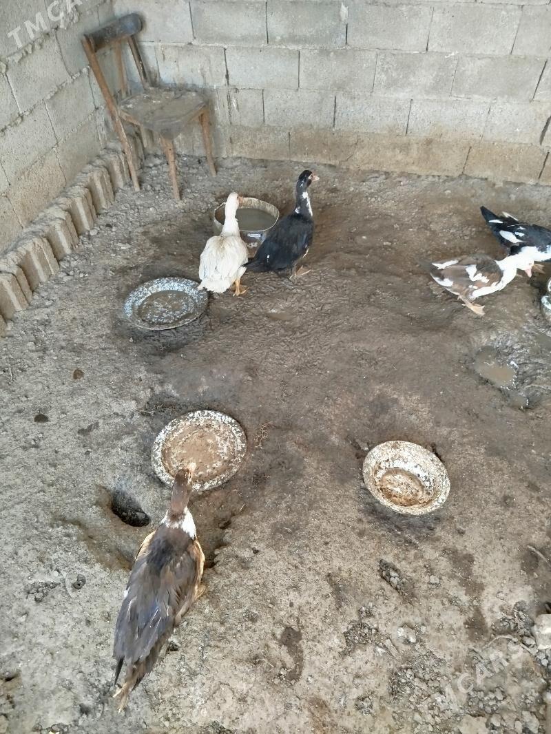 indawutga - Mary - img 2