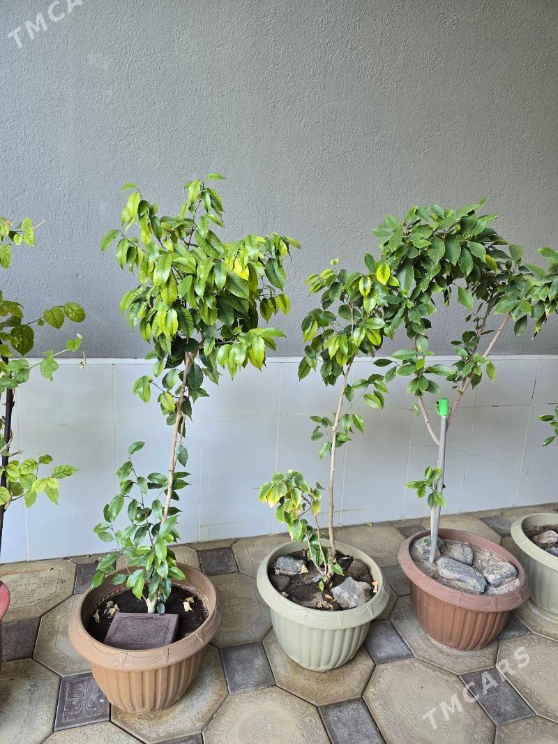 guller - Türkmenabat - img 3