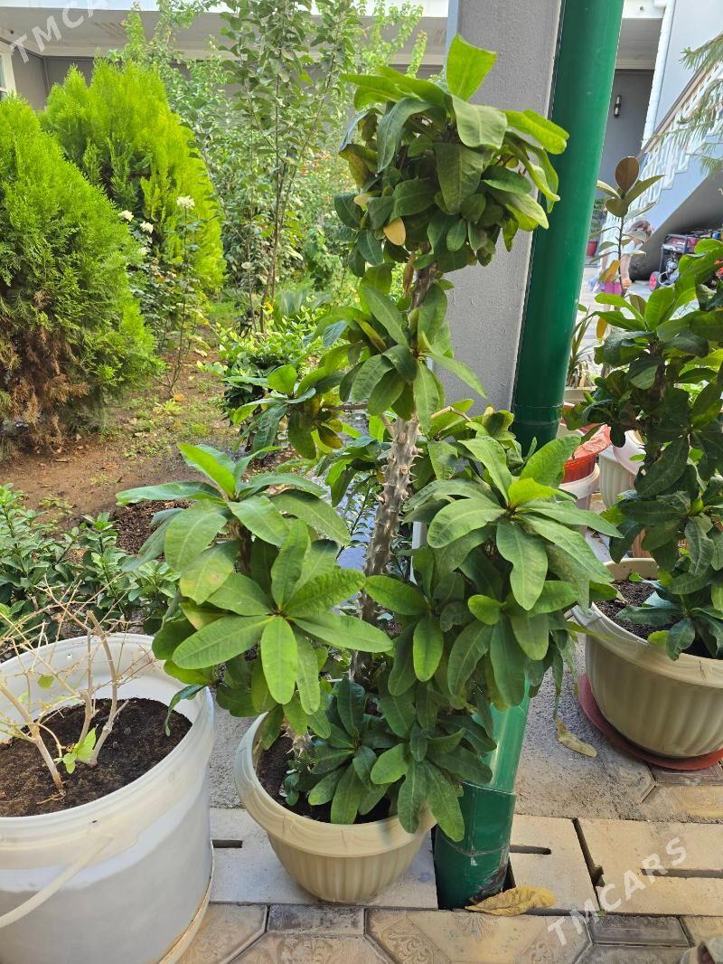 guller - Türkmenabat - img 2