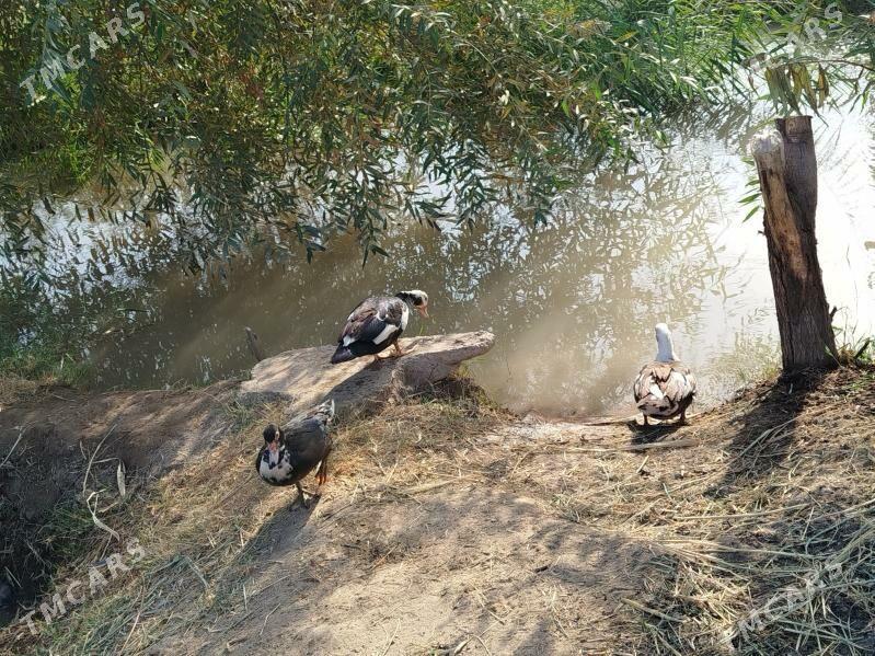 indawutga - Mary - img 5