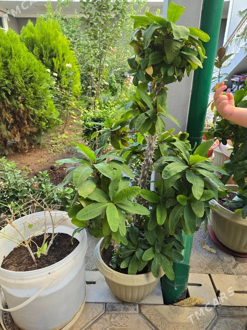 guller - Türkmenabat - img 1