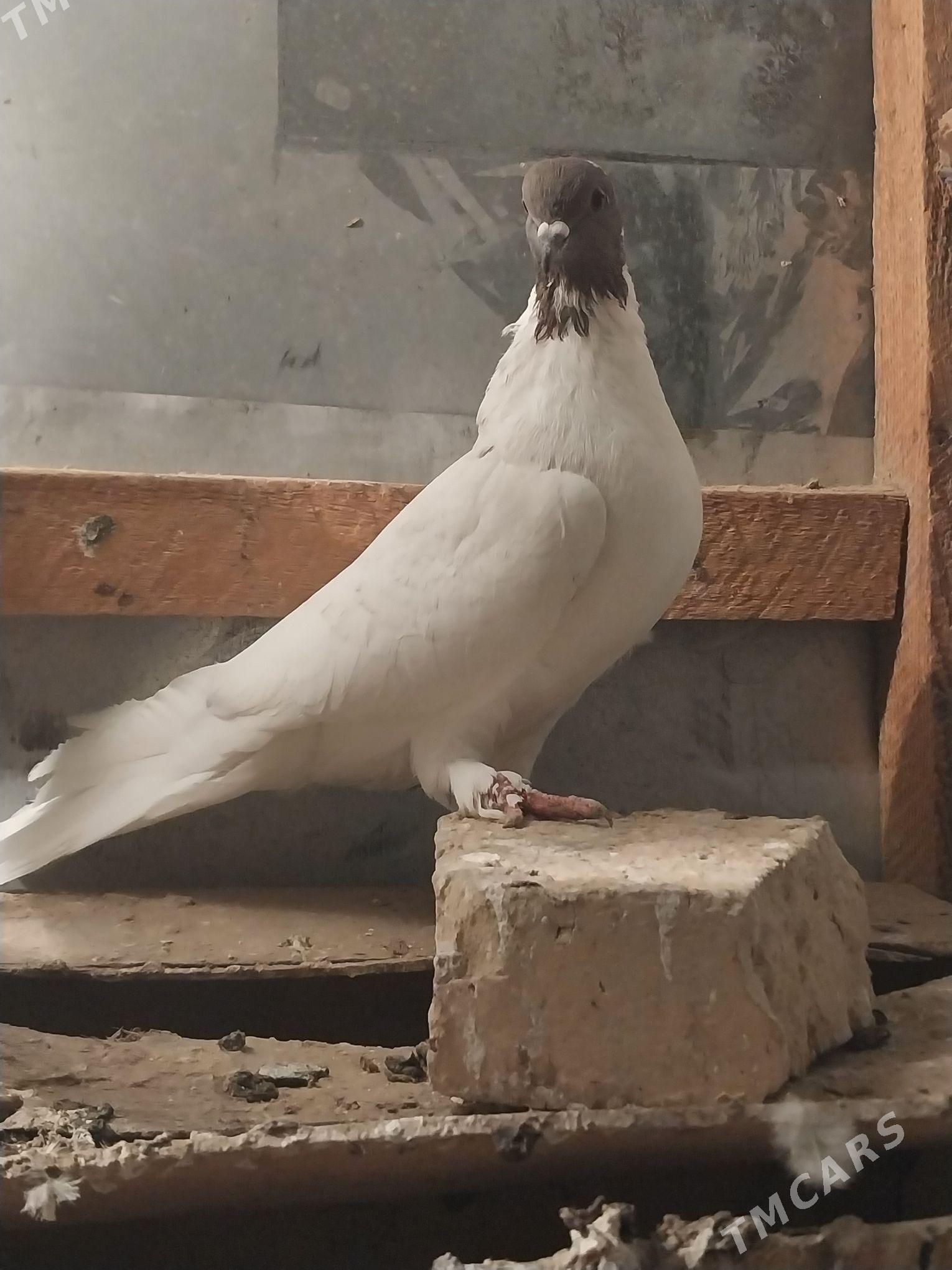 KEPDERI. - Murgap - img 2