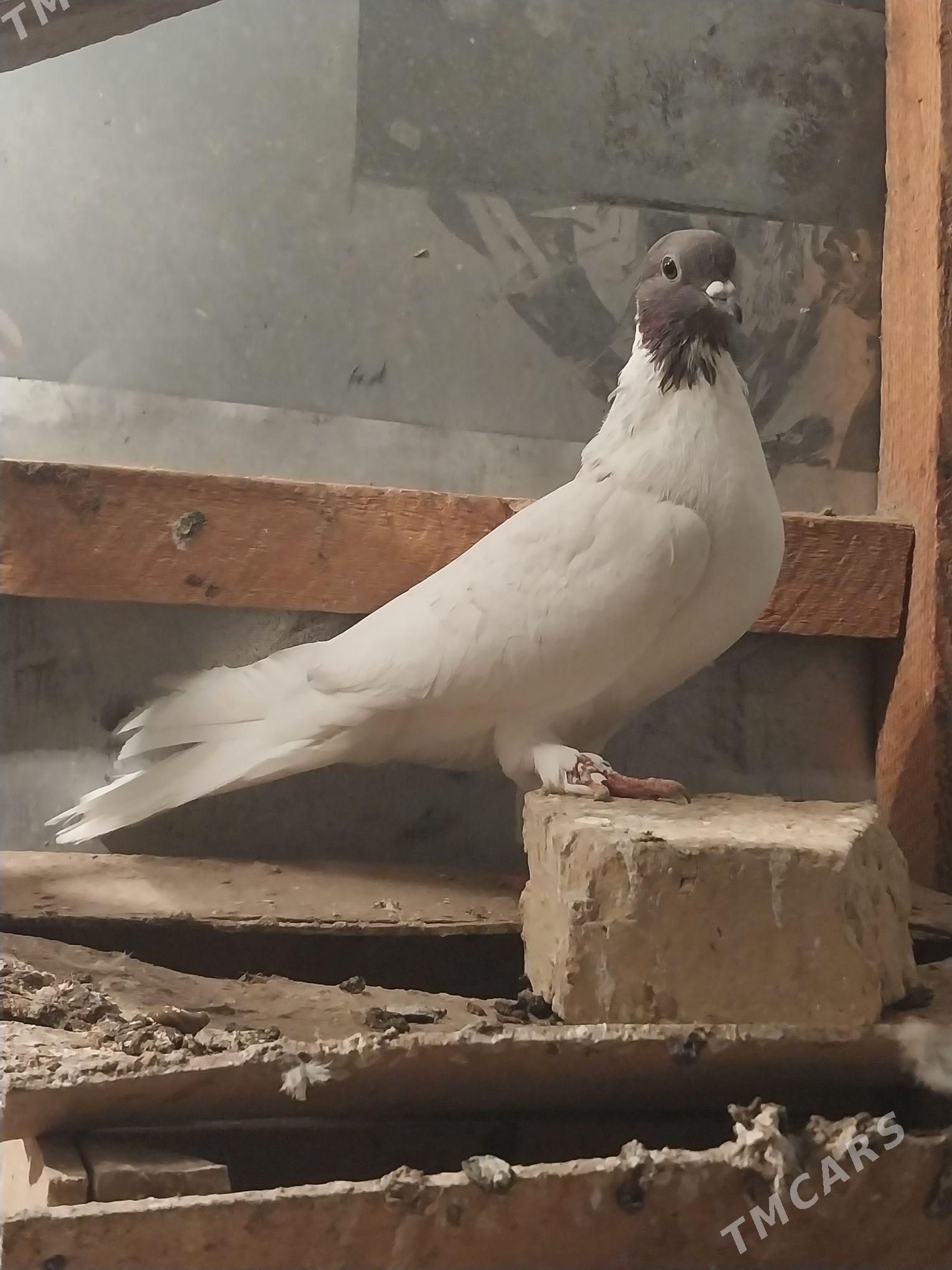 KEPDERI. - Murgap - img 3