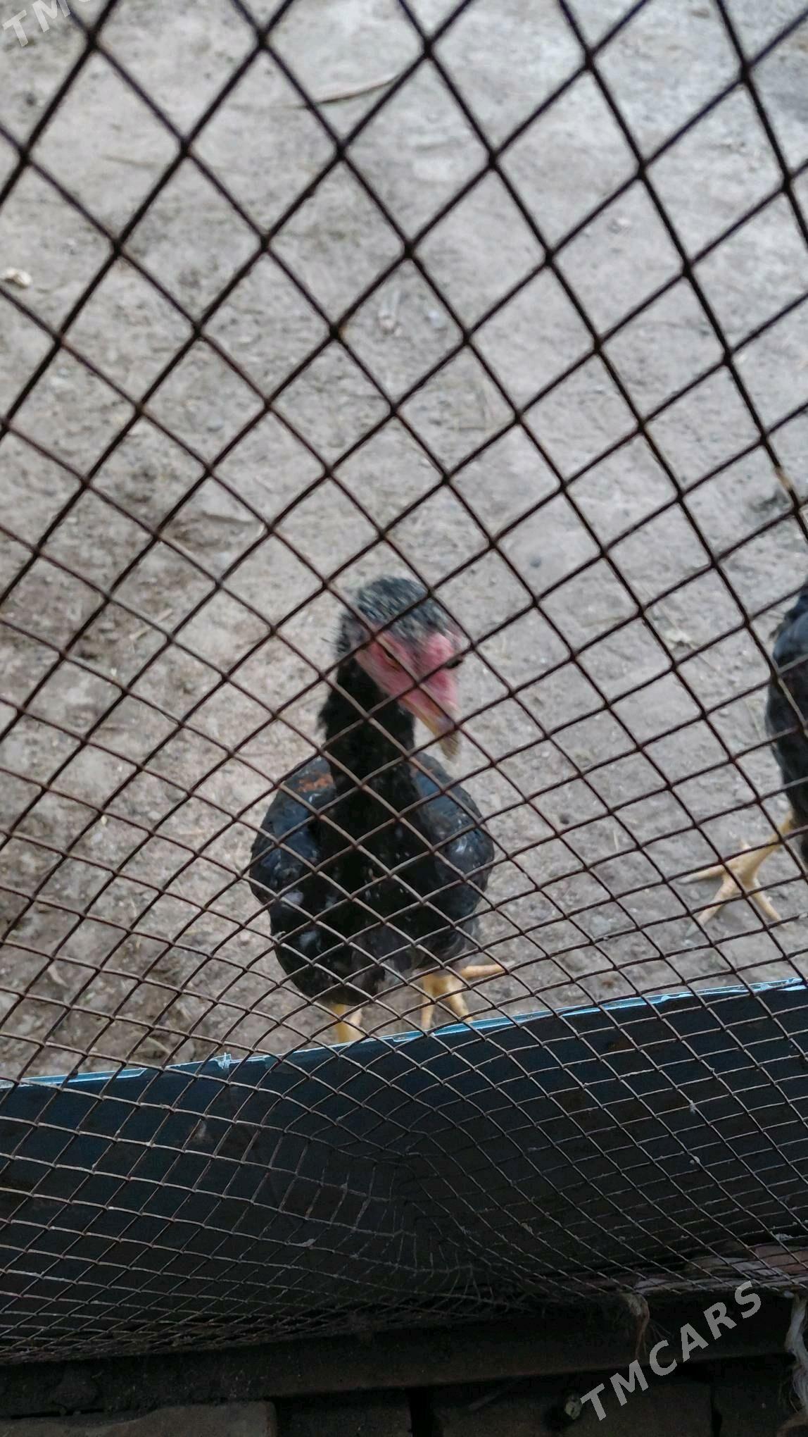 baysowy horaz - Çärjew - img 4