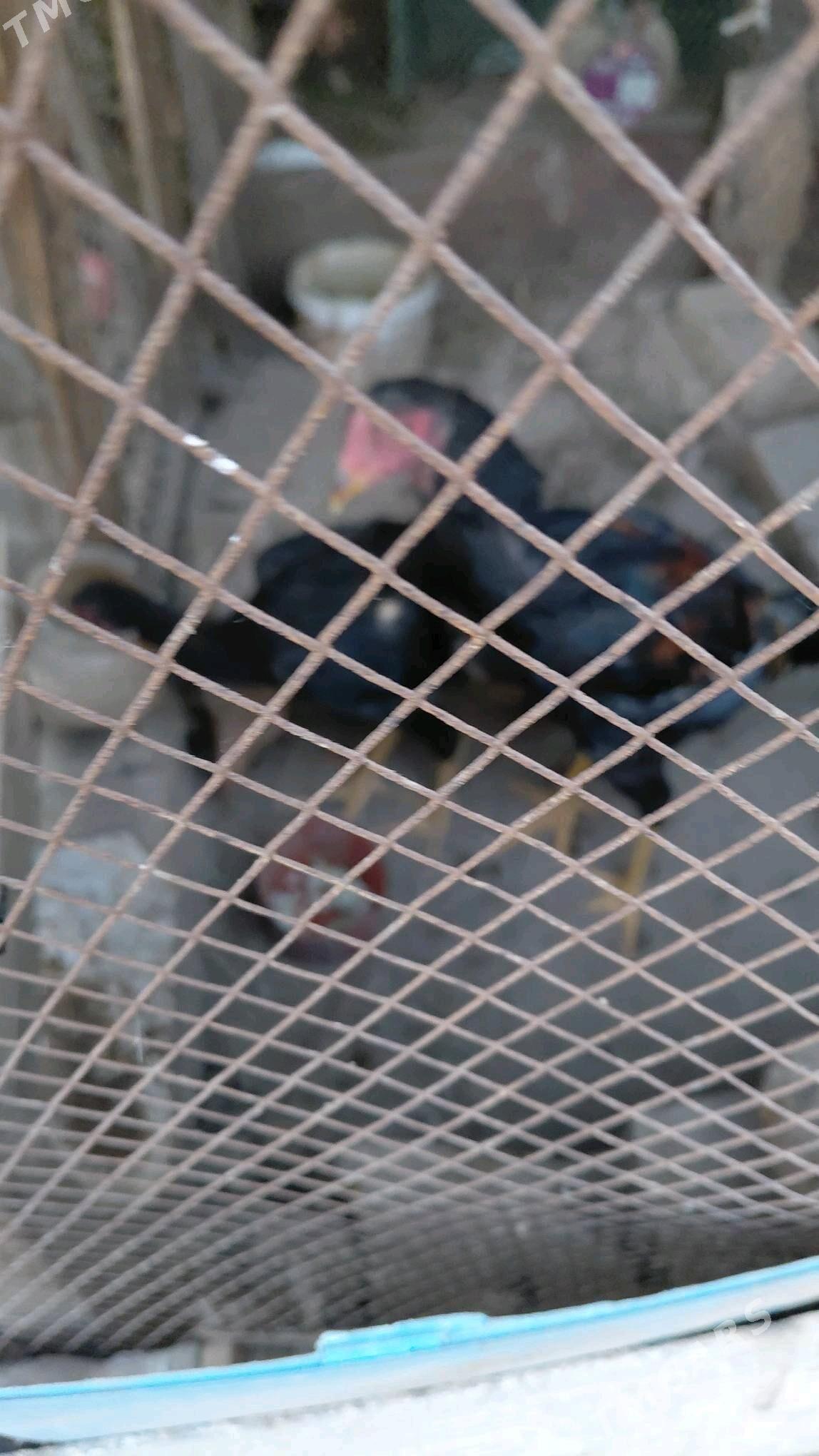 baysowy horaz - Çärjew - img 5