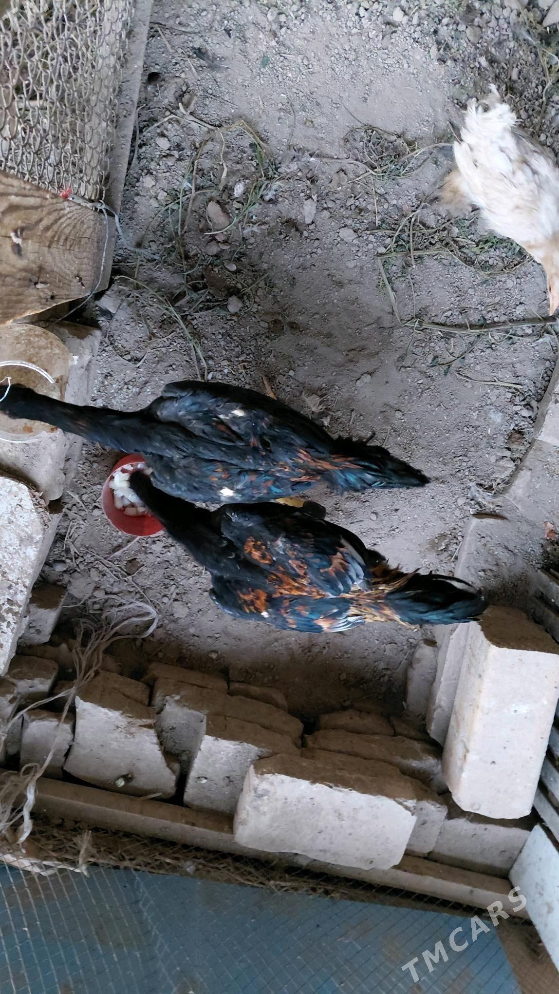 baysowy horaz - Çärjew - img 2