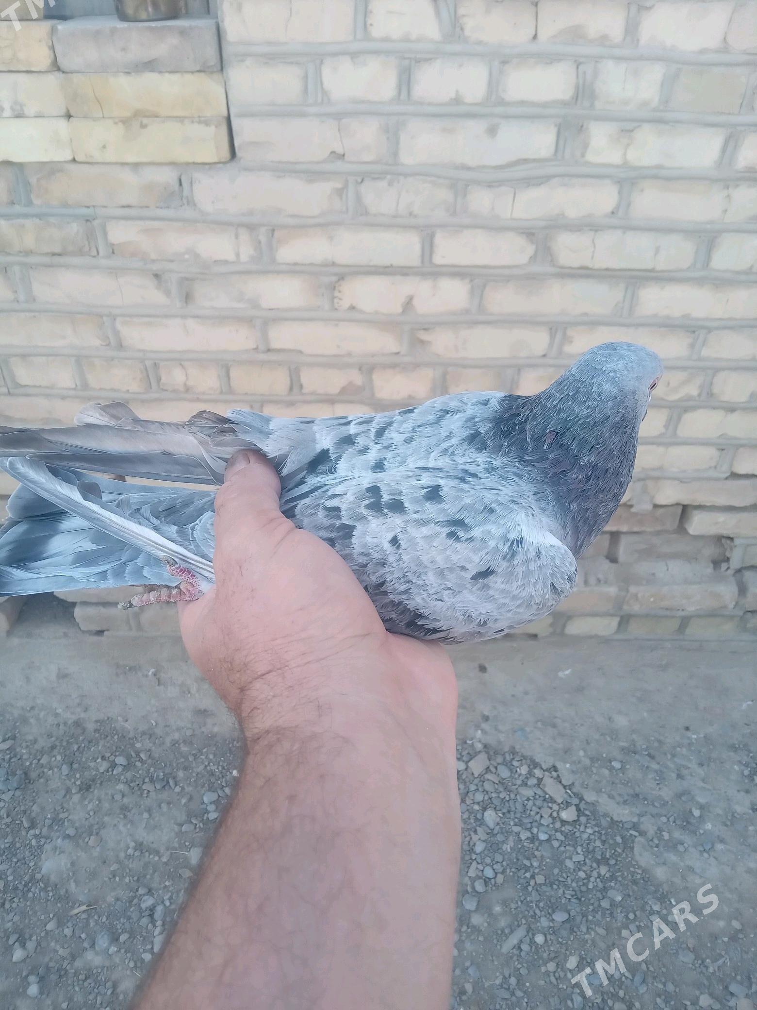 Satlyk guşlar - Mary - img 6