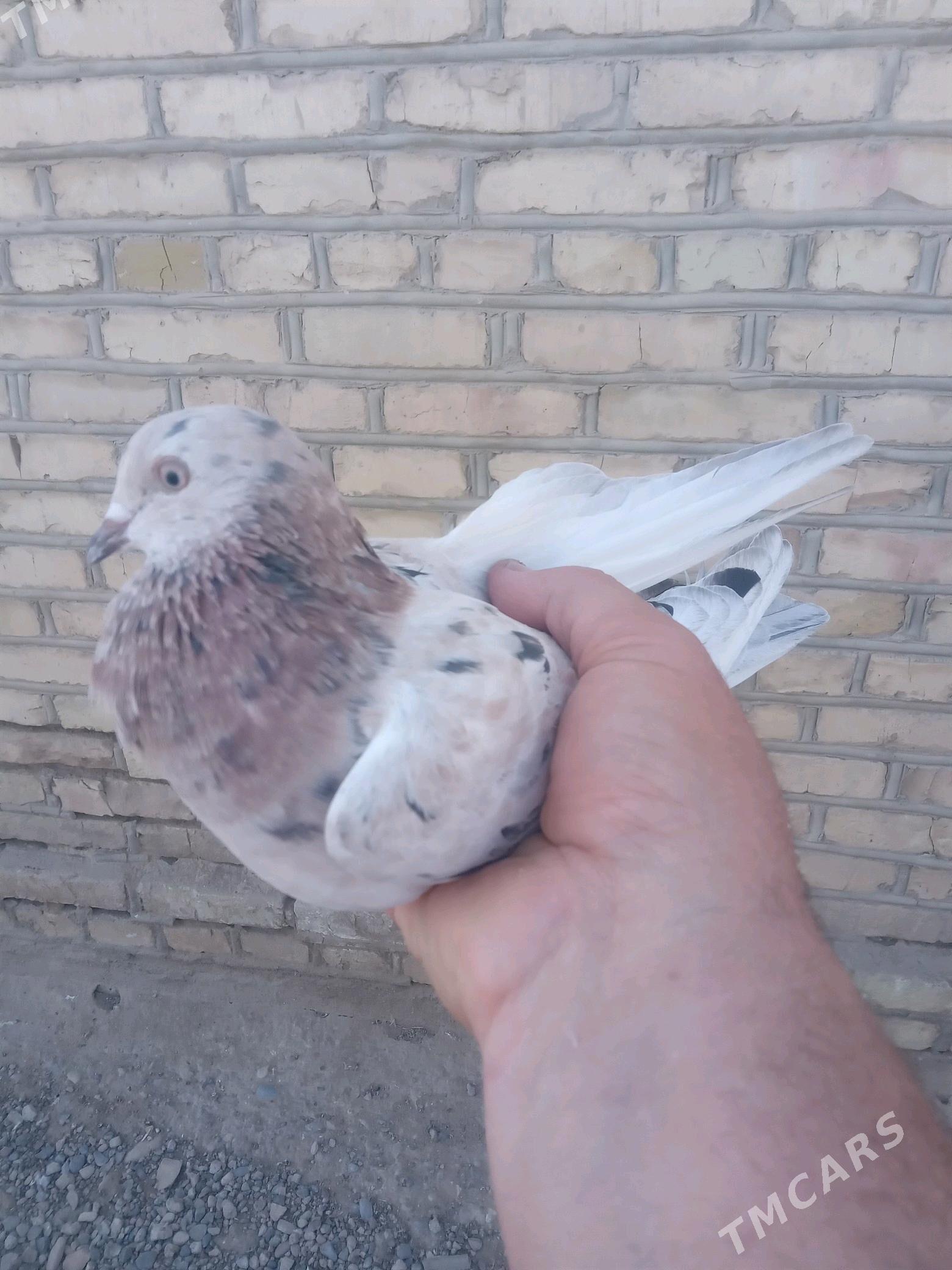 Satlyk guşlar - Mary - img 2