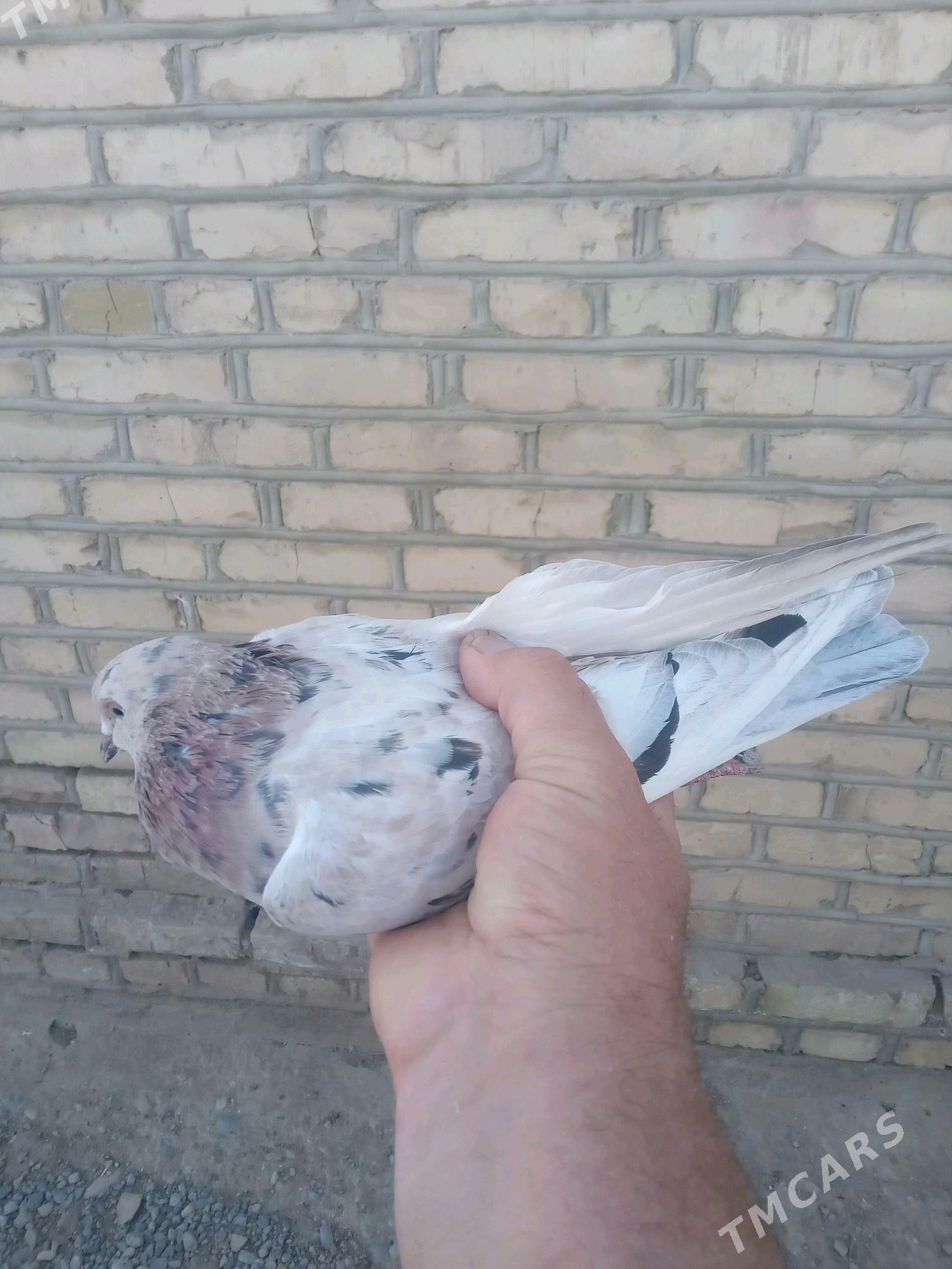 Satlyk guşlar - Mary - img 3