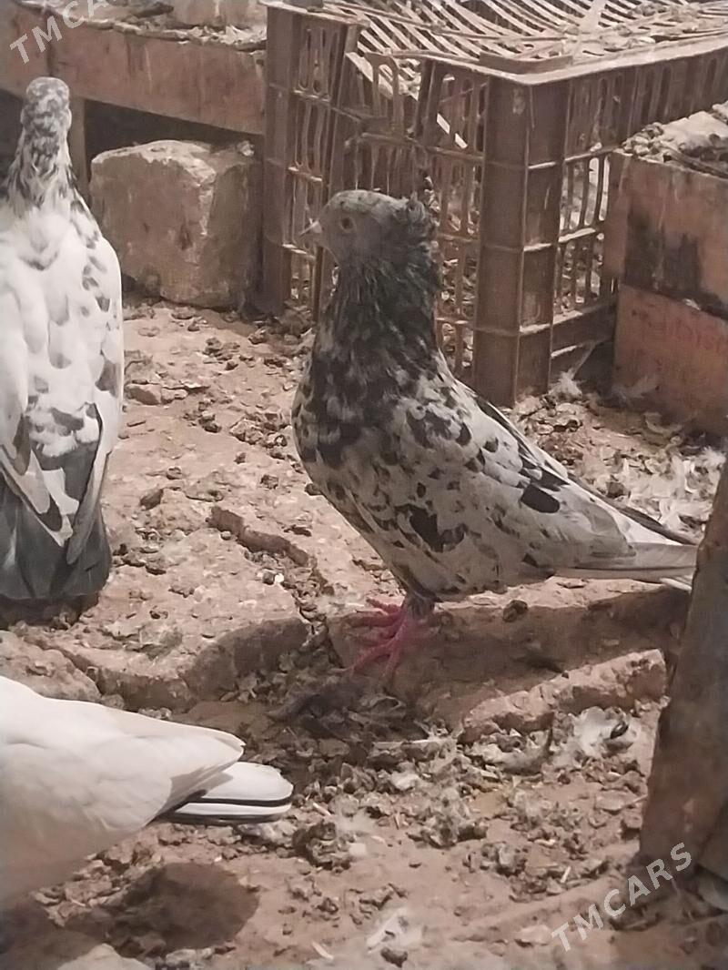 KEPDERI. - Murgap - img 4