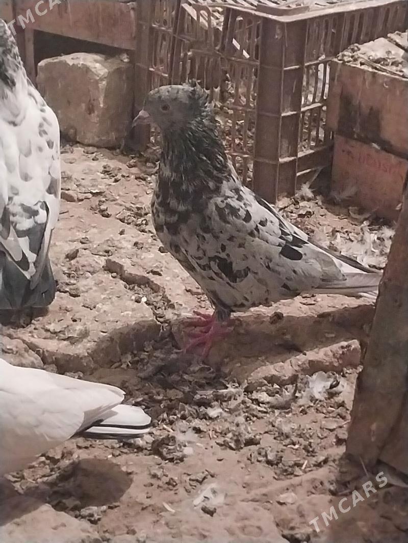 KEPDERI. - Murgap - img 3