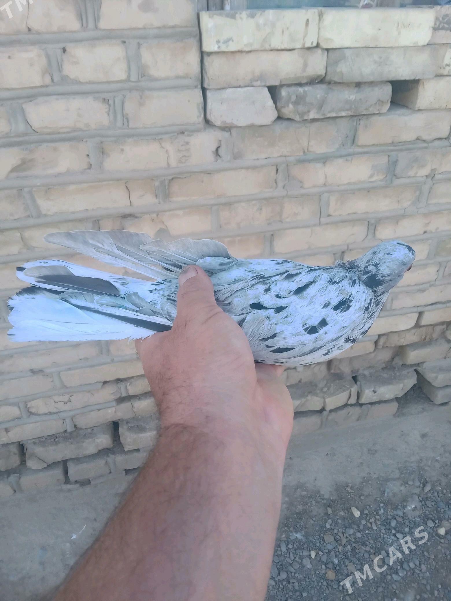 Satlyk guşlar - Mary - img 4