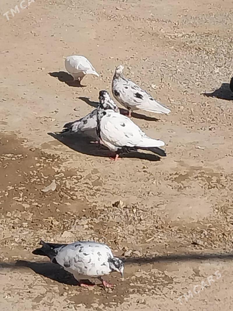 KEPDERI. - Murgap - img 5