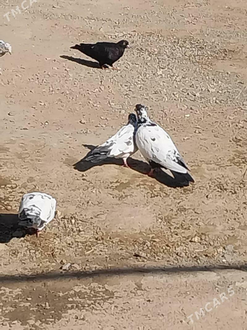 KEPDERI. - Murgap - img 4