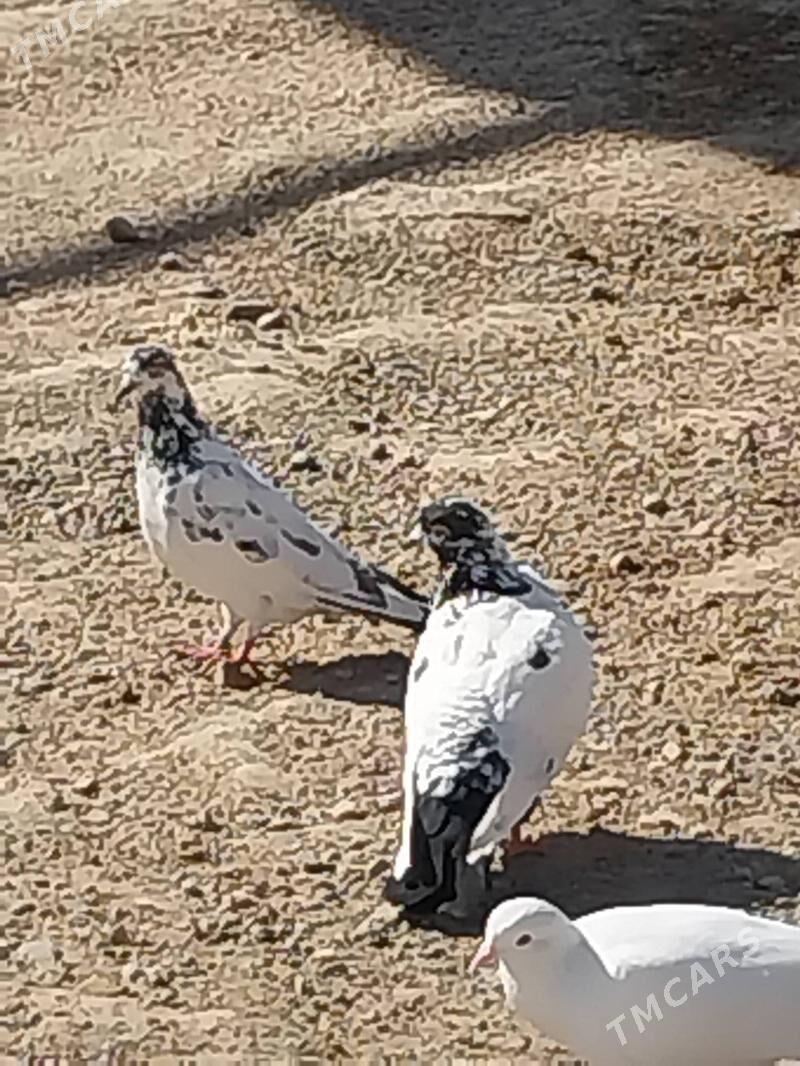 KEPDERI. - Murgap - img 3