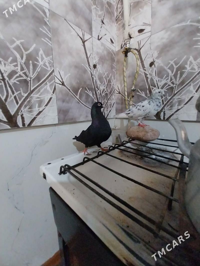 KEPDERI. - Murgap - img 5