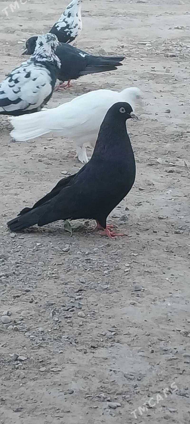 KEPDERI. - Murgap - img 2