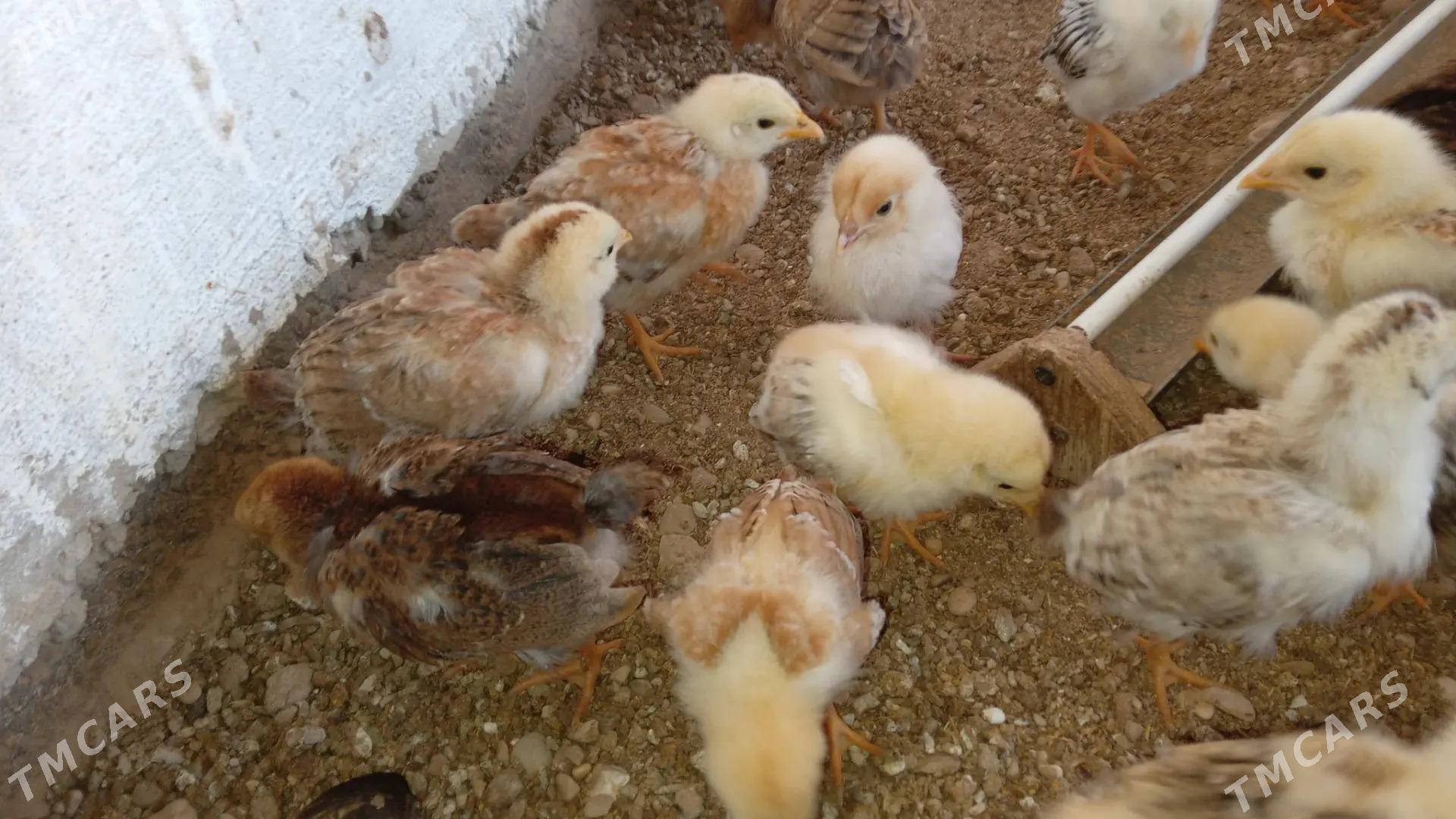 jujeler - Balkanabat - img 2