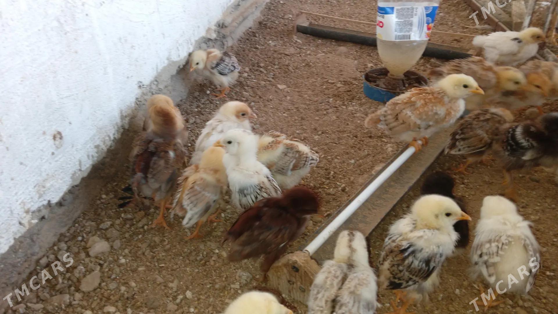 jujeler - Balkanabat - img 3