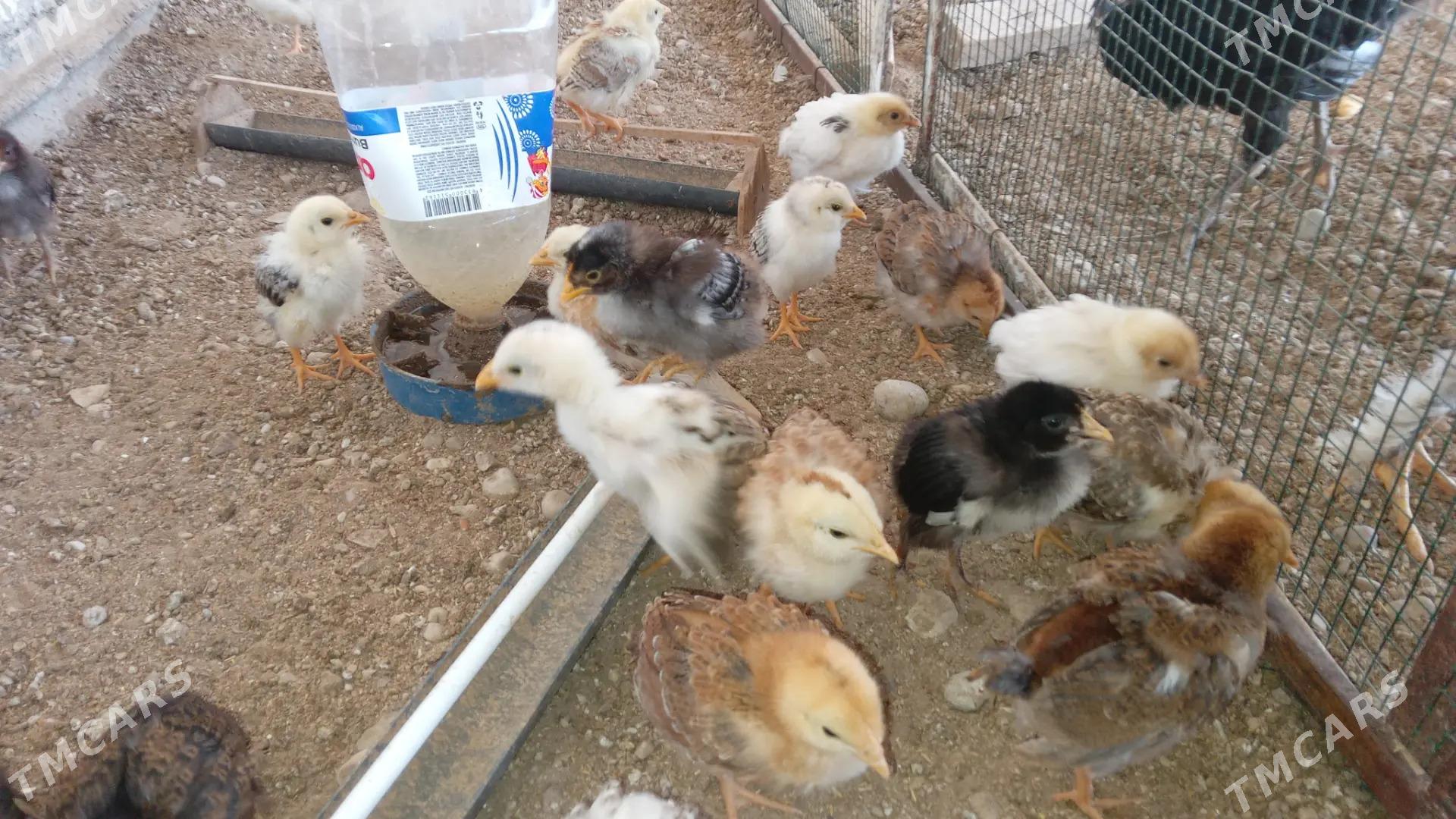 jujeler - Balkanabat - img 5