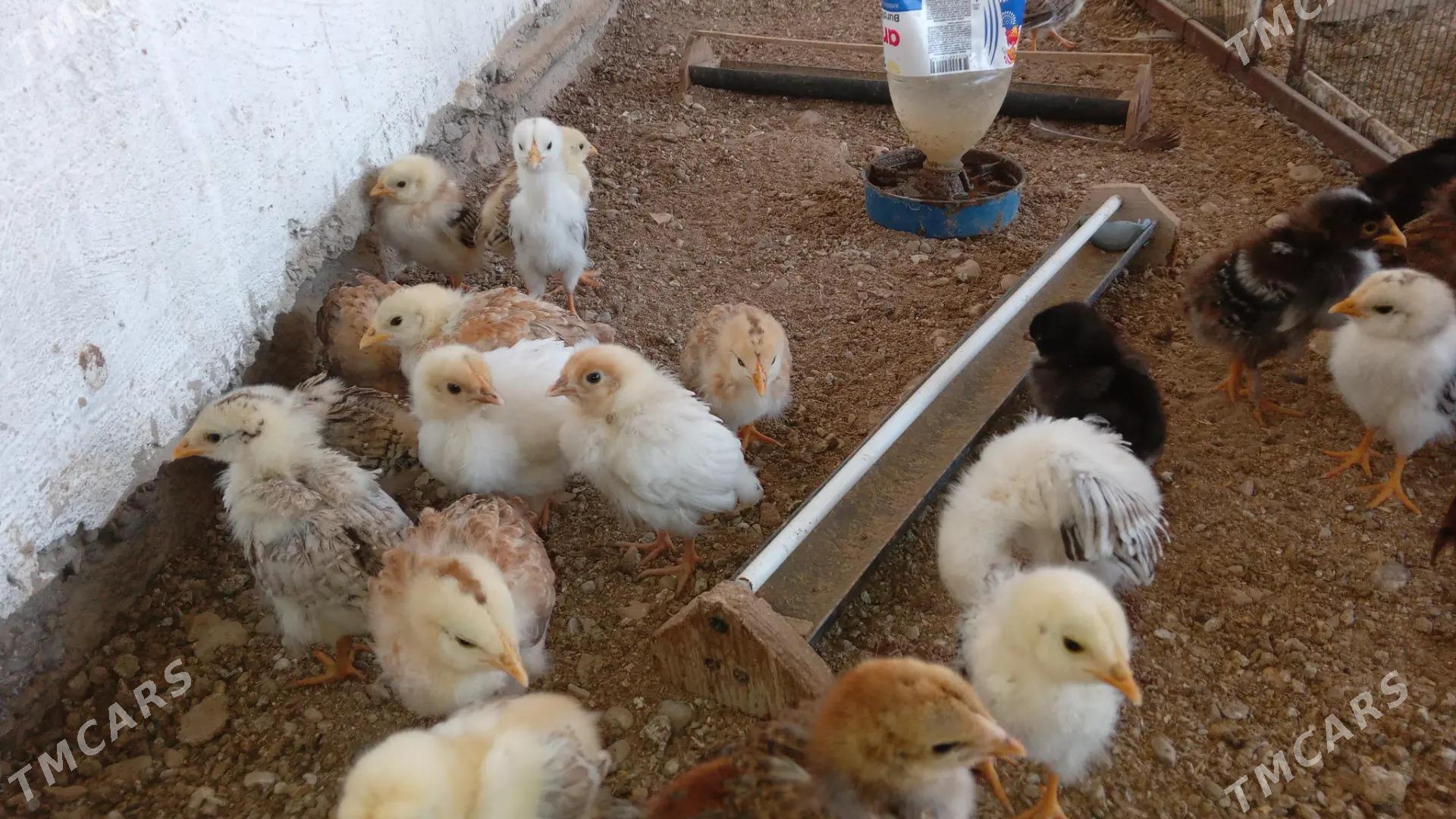 jujeler - Balkanabat - img 6