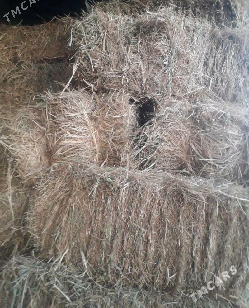 Kip ot - Ýolöten - img 2