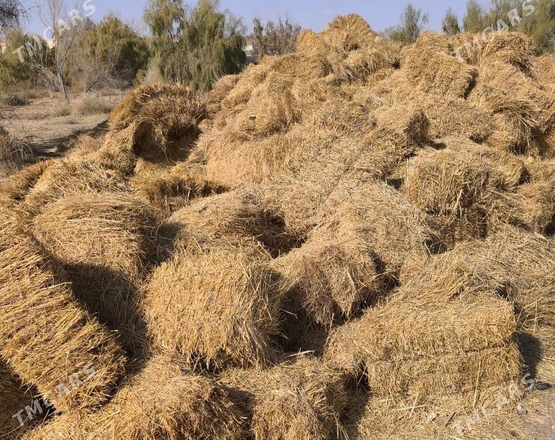 Kip ot - Ýolöten - img 1