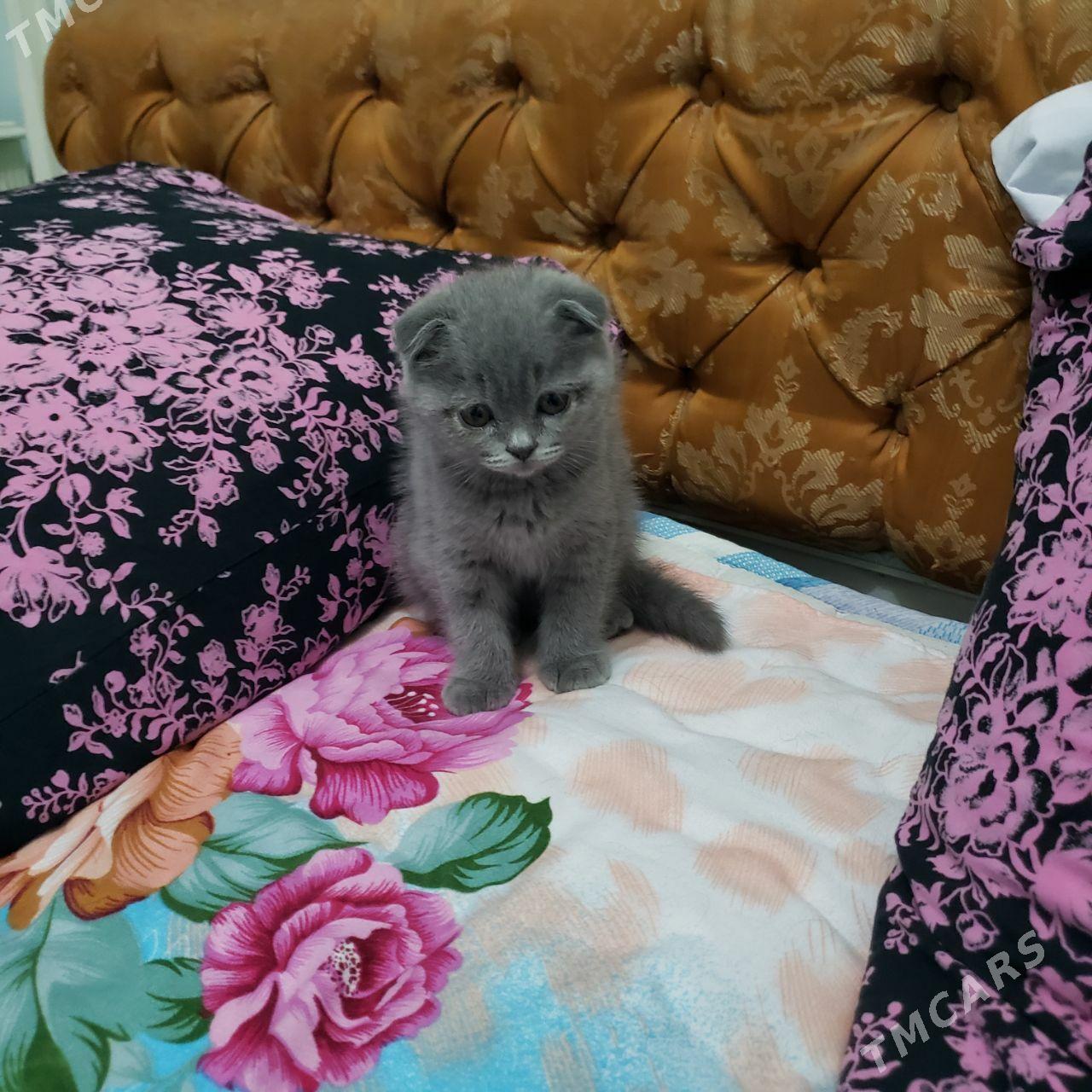 Британский вислоухий - Aşgabat - img 2