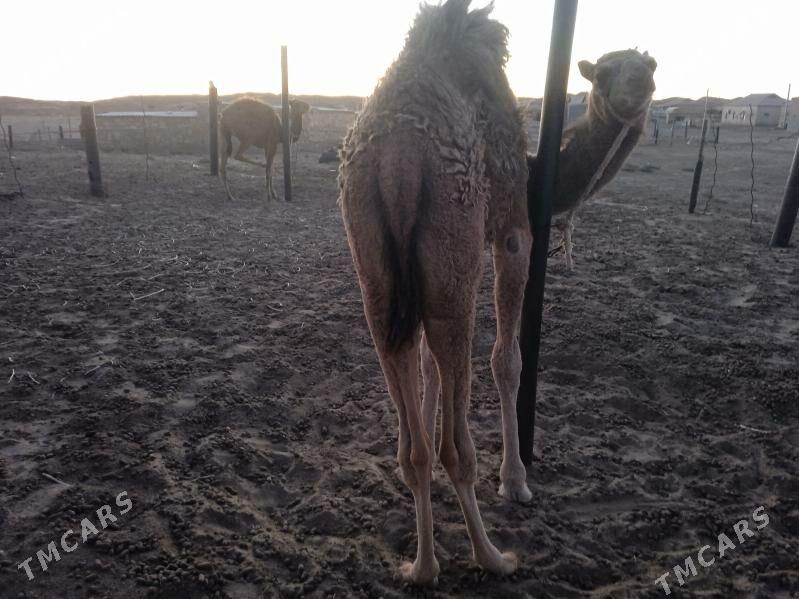 Torumly düýe - Esenguly - img 4