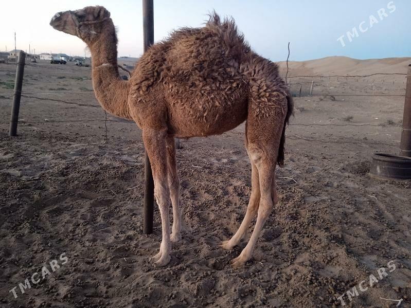 Torumly düýe - Esenguly - img 3