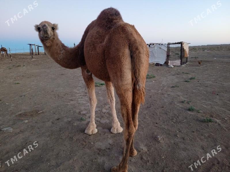 Torumly düýe - Esenguly - img 2