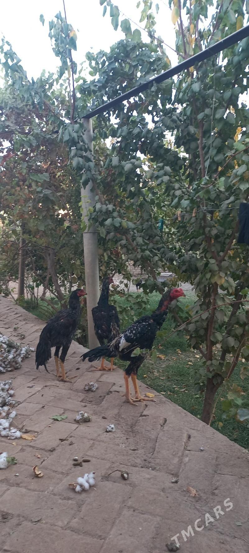 bayso - Garabekewül - img 5