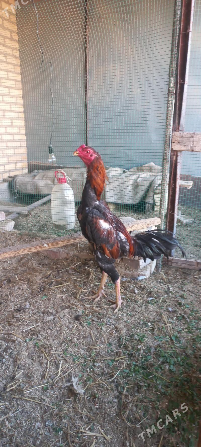 bayso - Garabekewül - img 4