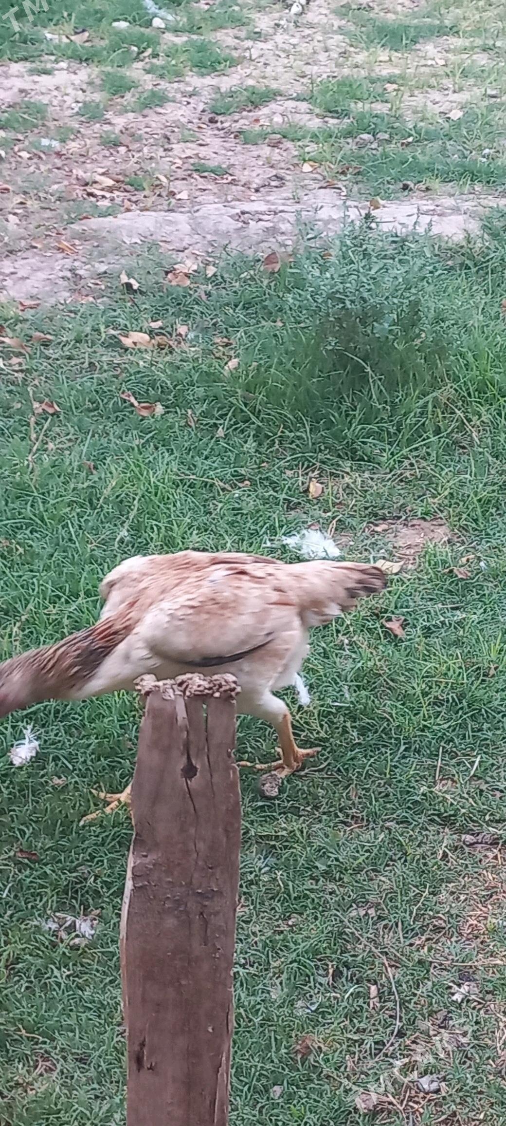 bayso - Garabekewül - img 3