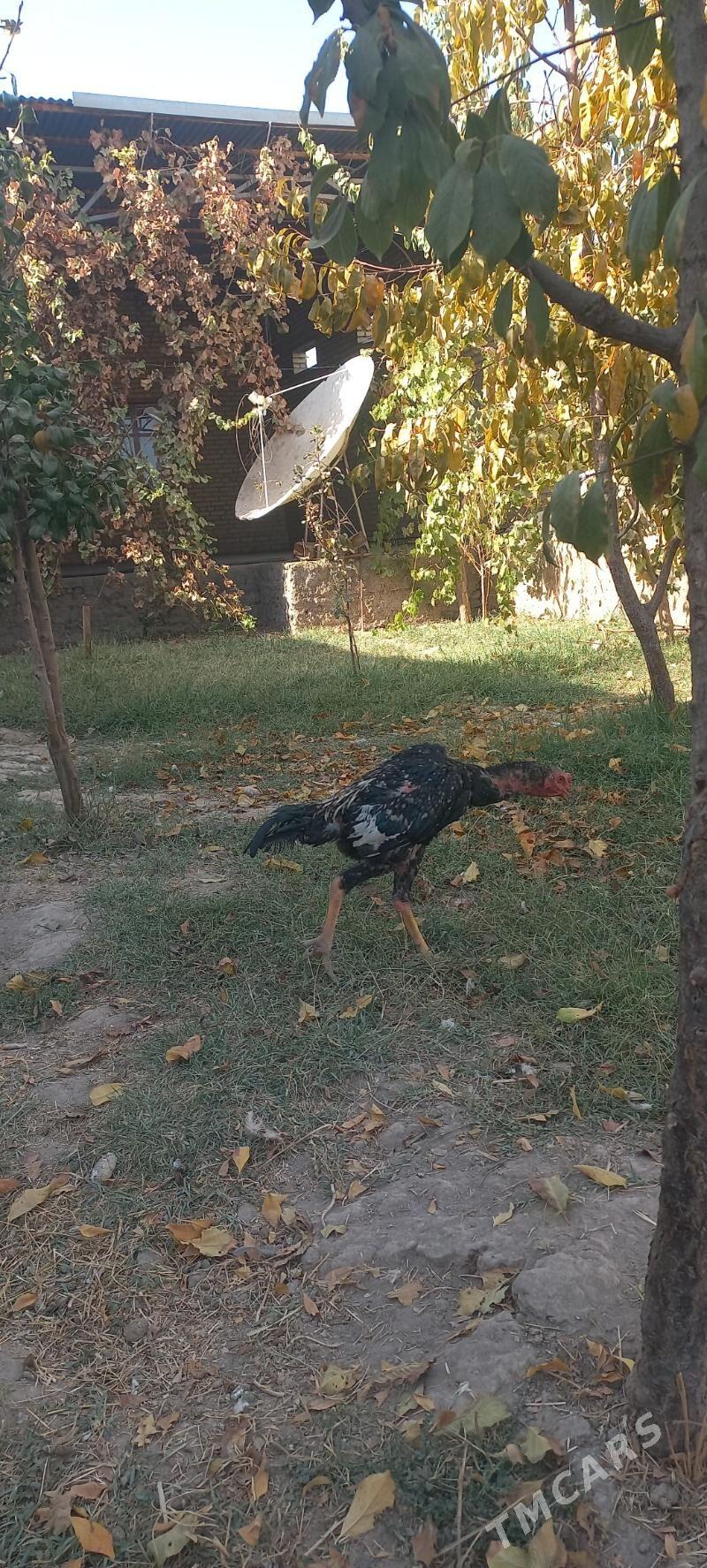 bayso - Garabekewül - img 2