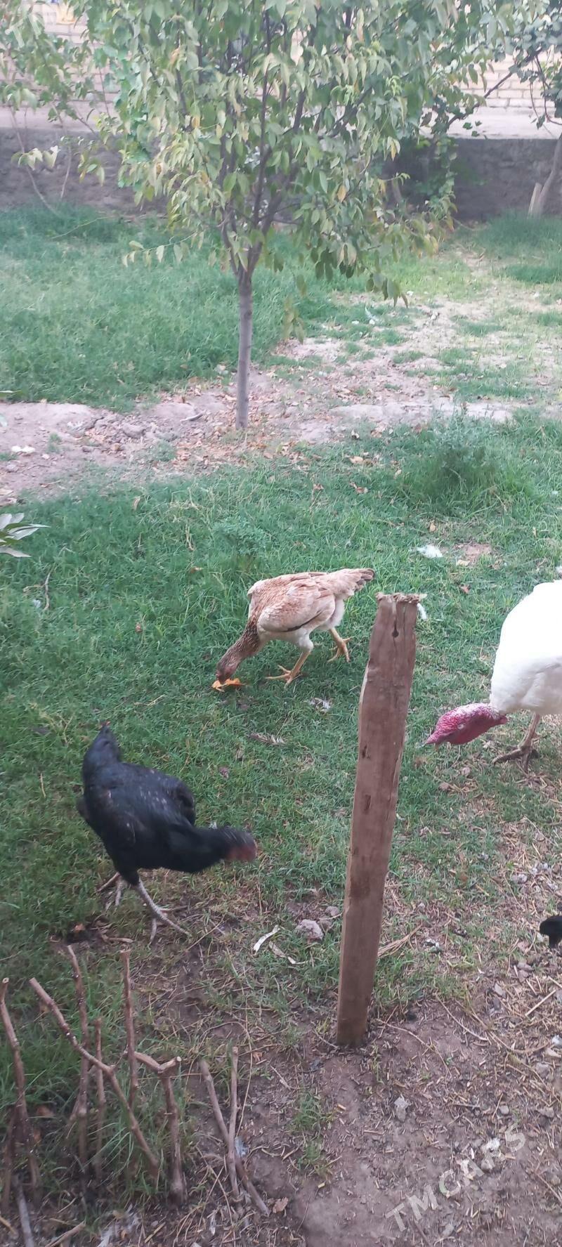 bayso - Garabekewül - img 6