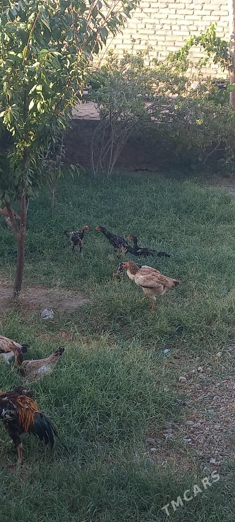 bayso - Garabekewül - img 7