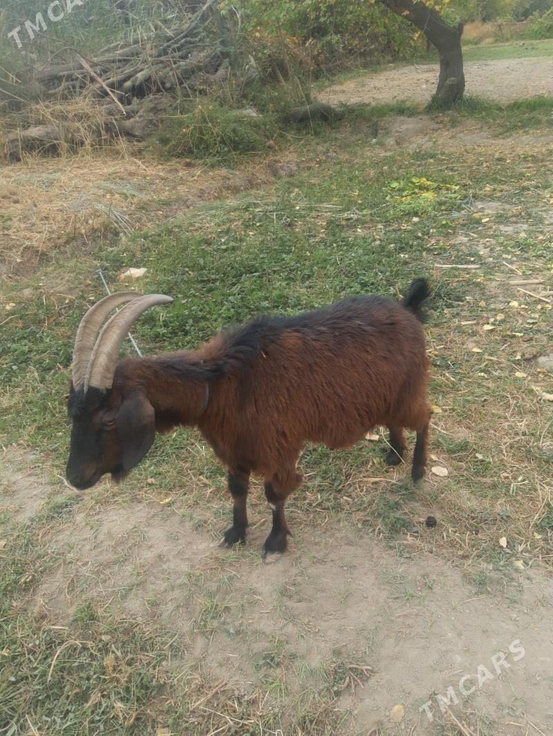 Geci - Саят - img 2