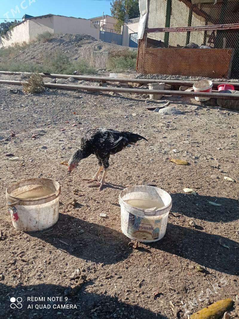 taskent juyje - Туркменбаши - img 4