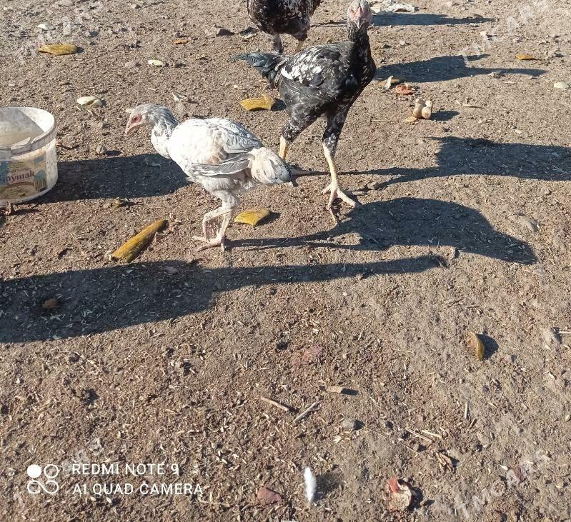 taskent juyje - Туркменбаши - img 5