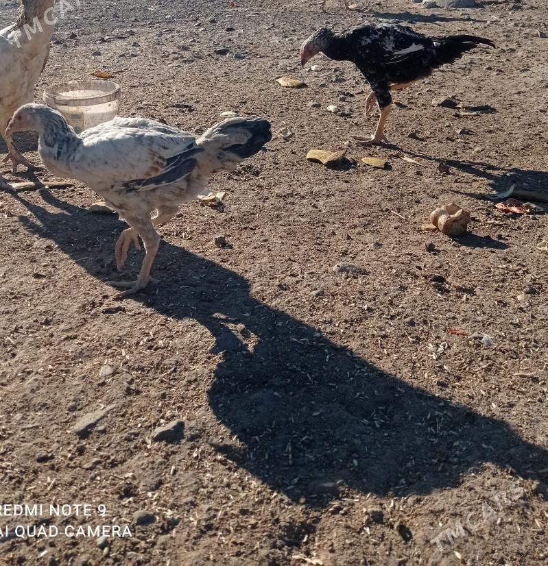 taskent juyje - Туркменбаши - img 3