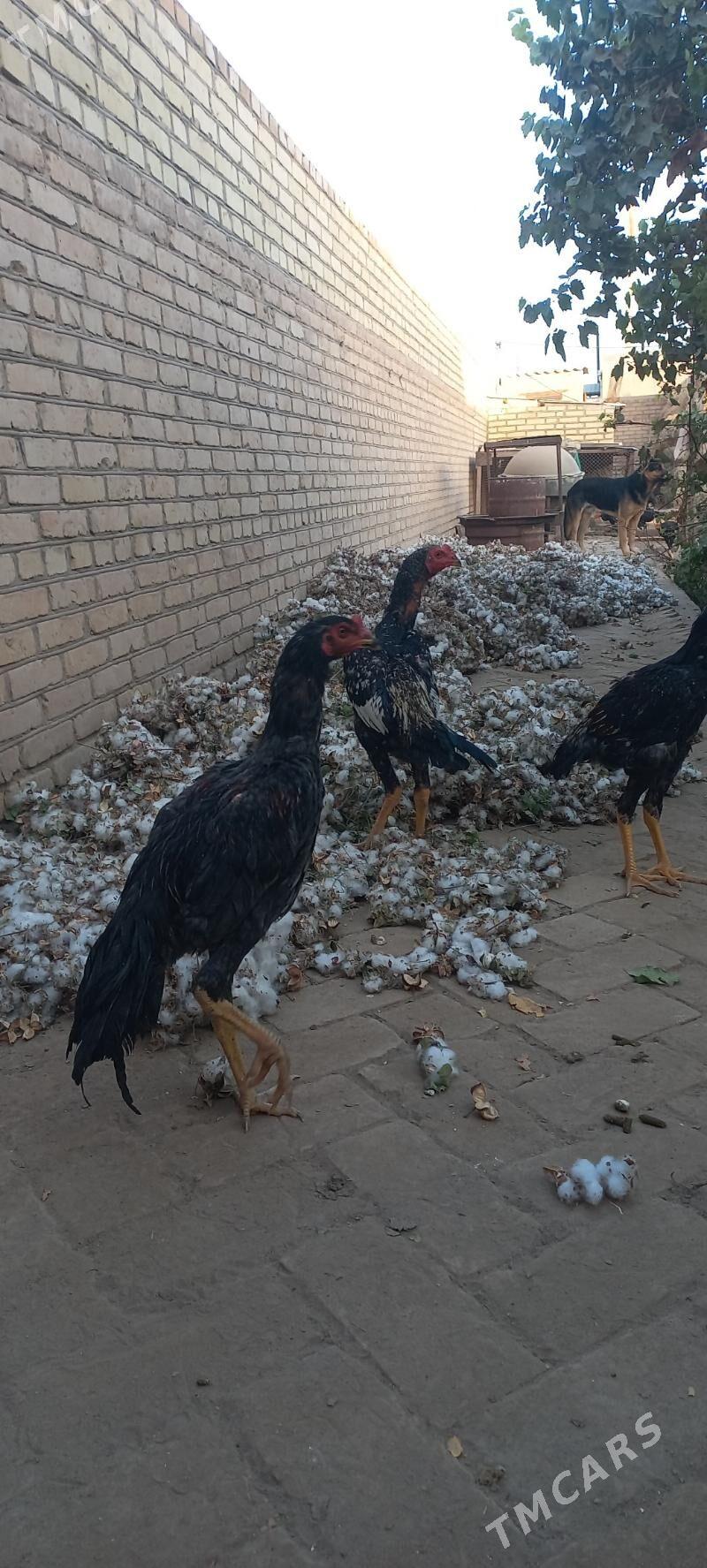 horaz - Гарабекевюл - img 2