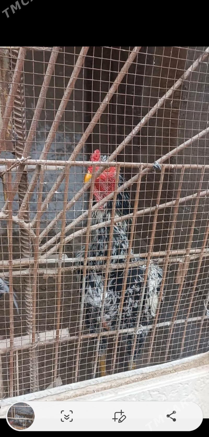 horaz - Гарабекевюл - img 6