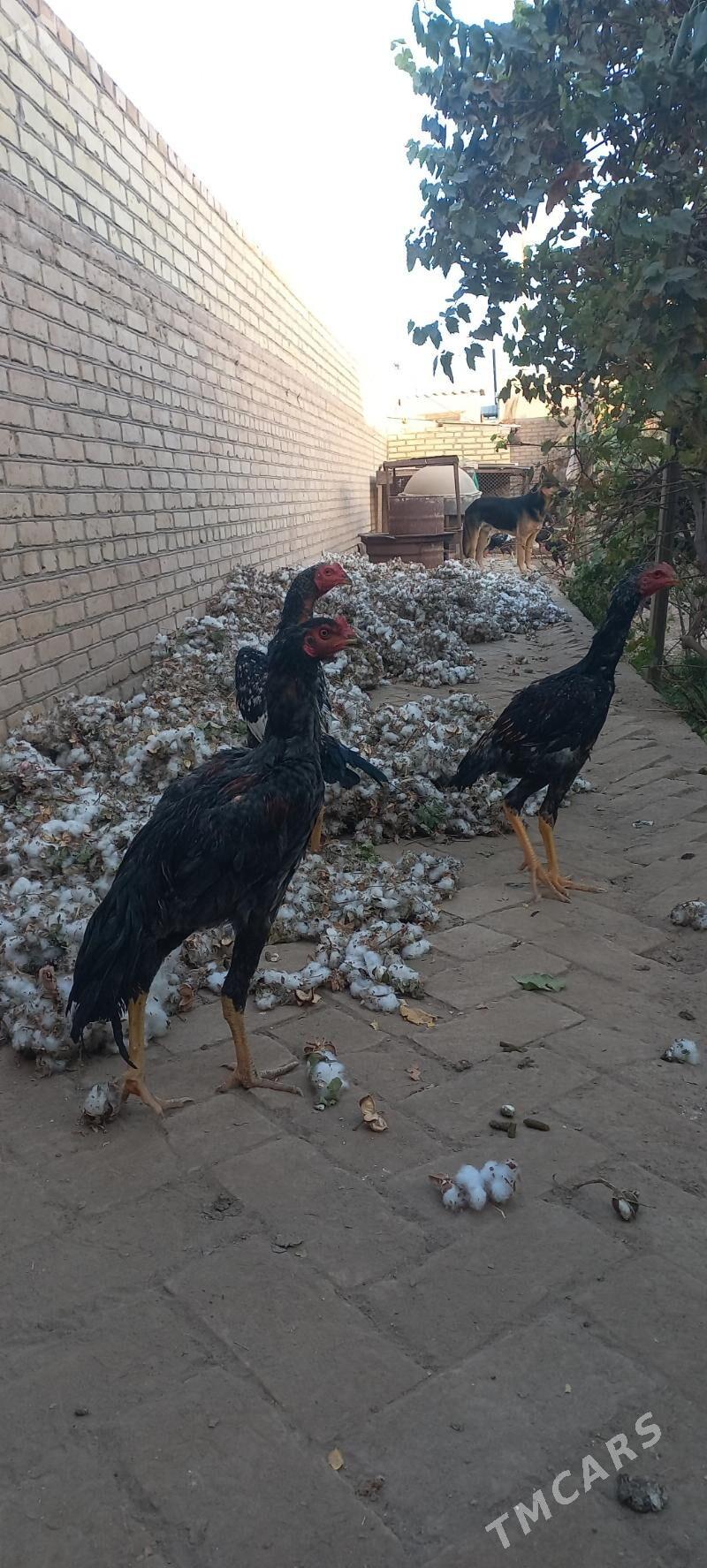 horaz - Гарабекевюл - img 5