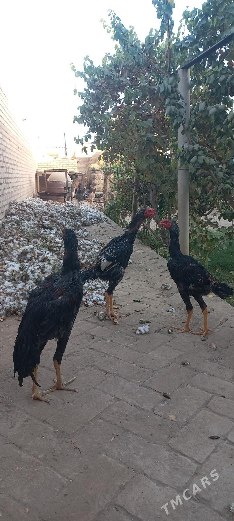 horaz - Гарабекевюл - img 3