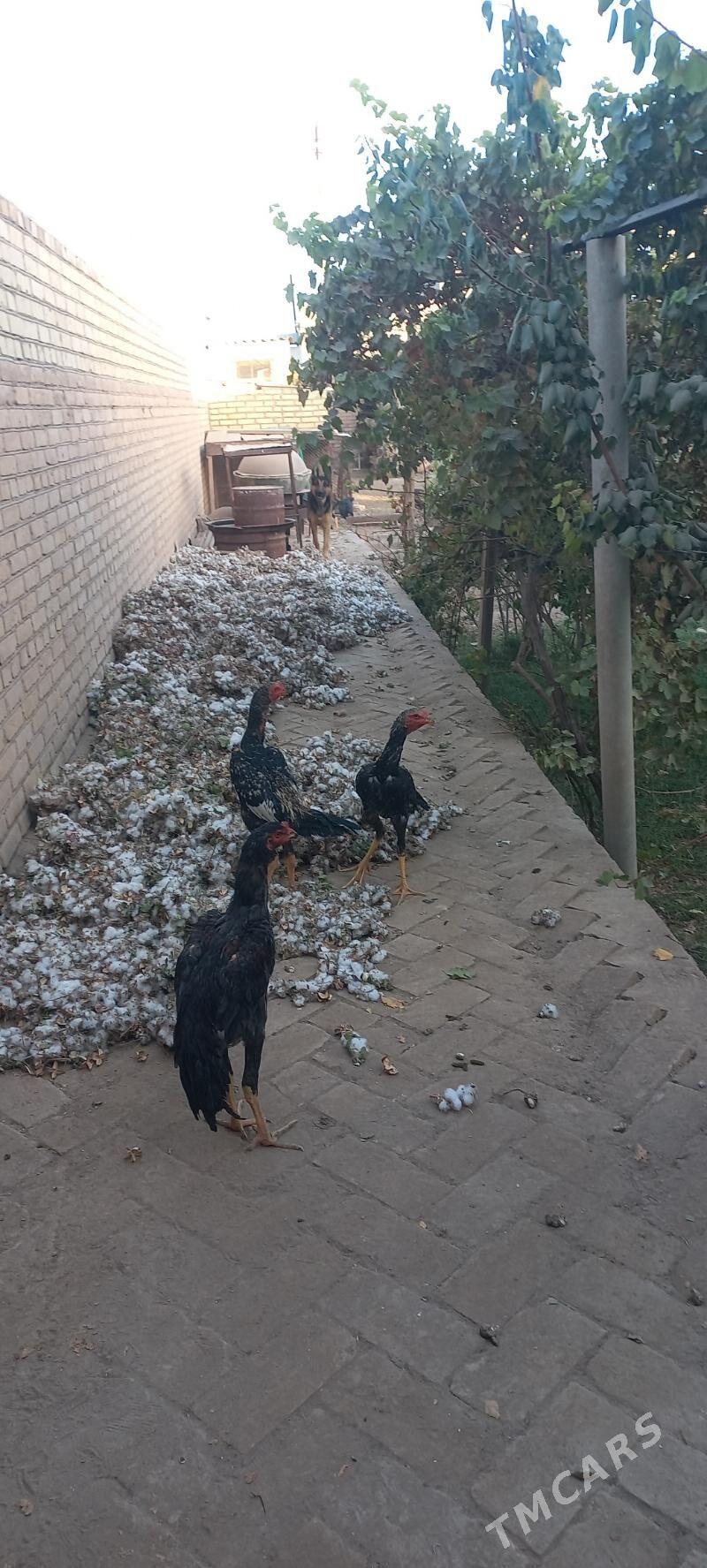 horaz - Гарабекевюл - img 4