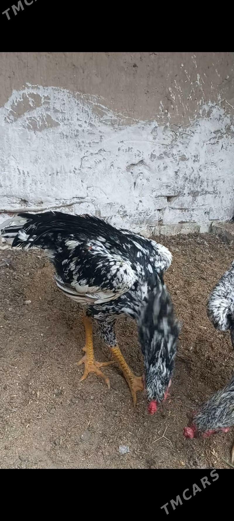 horaz - Гарабекевюл - img 8