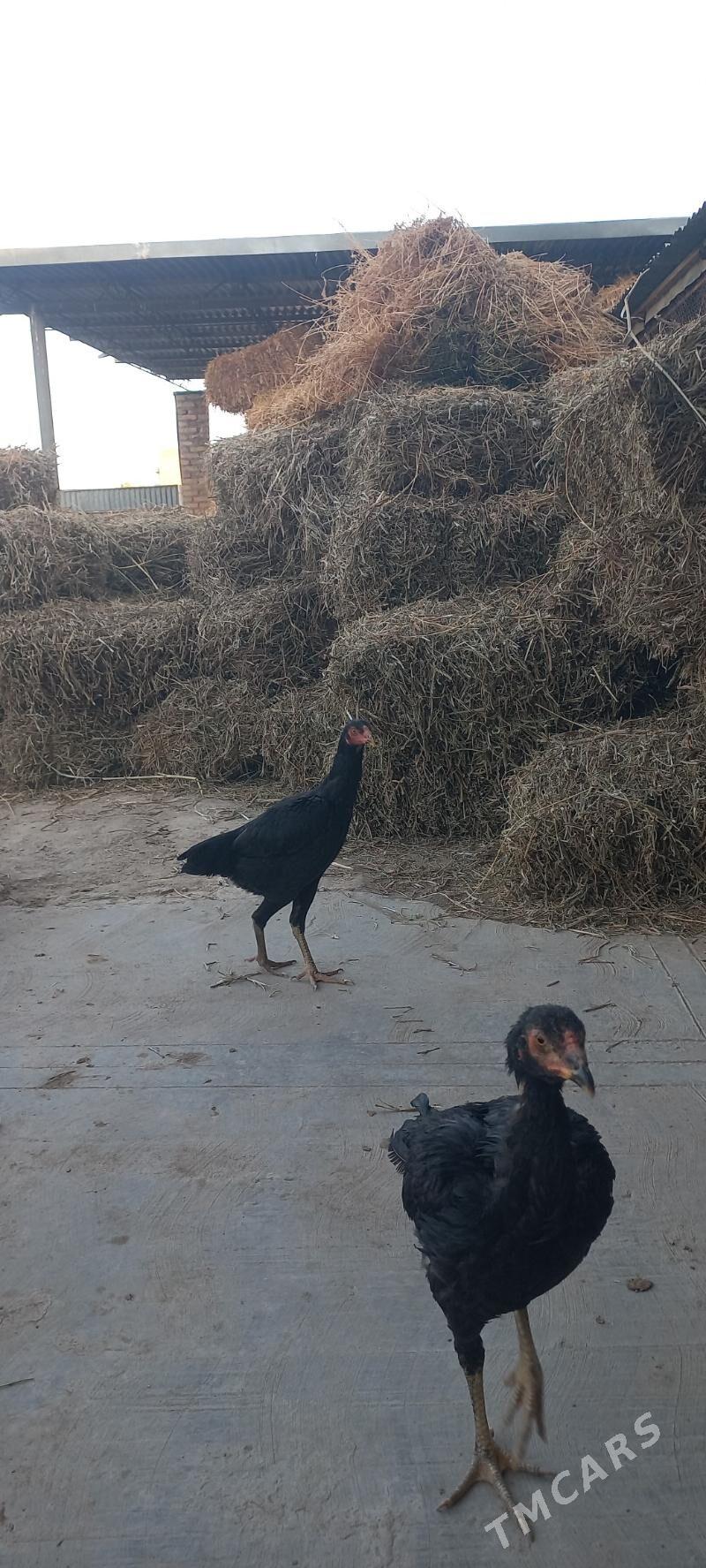 horaz - Гарабекевюл - img 9