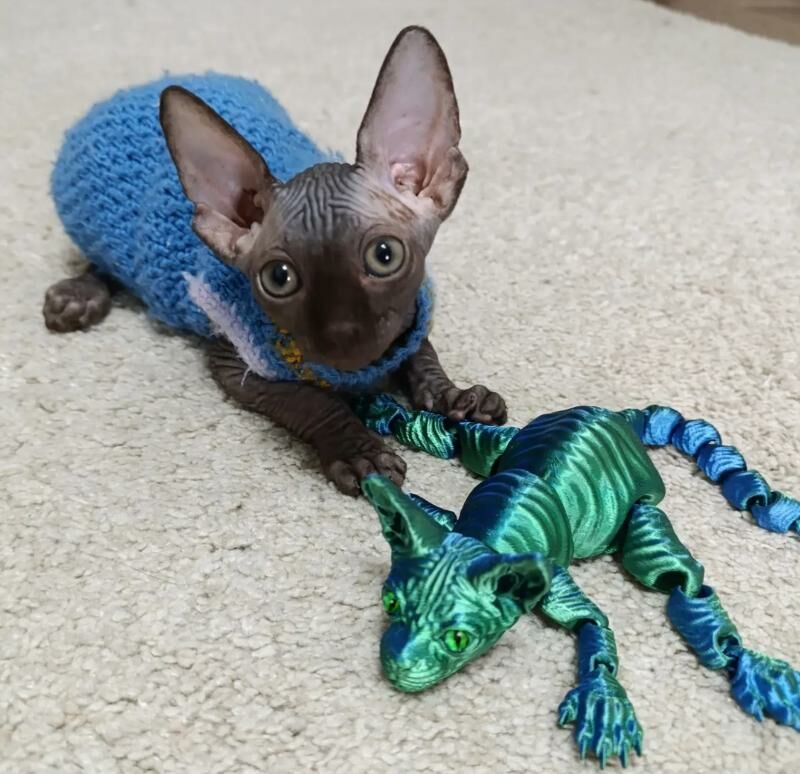 Канадский сфинкс - Ашхабад - img 3