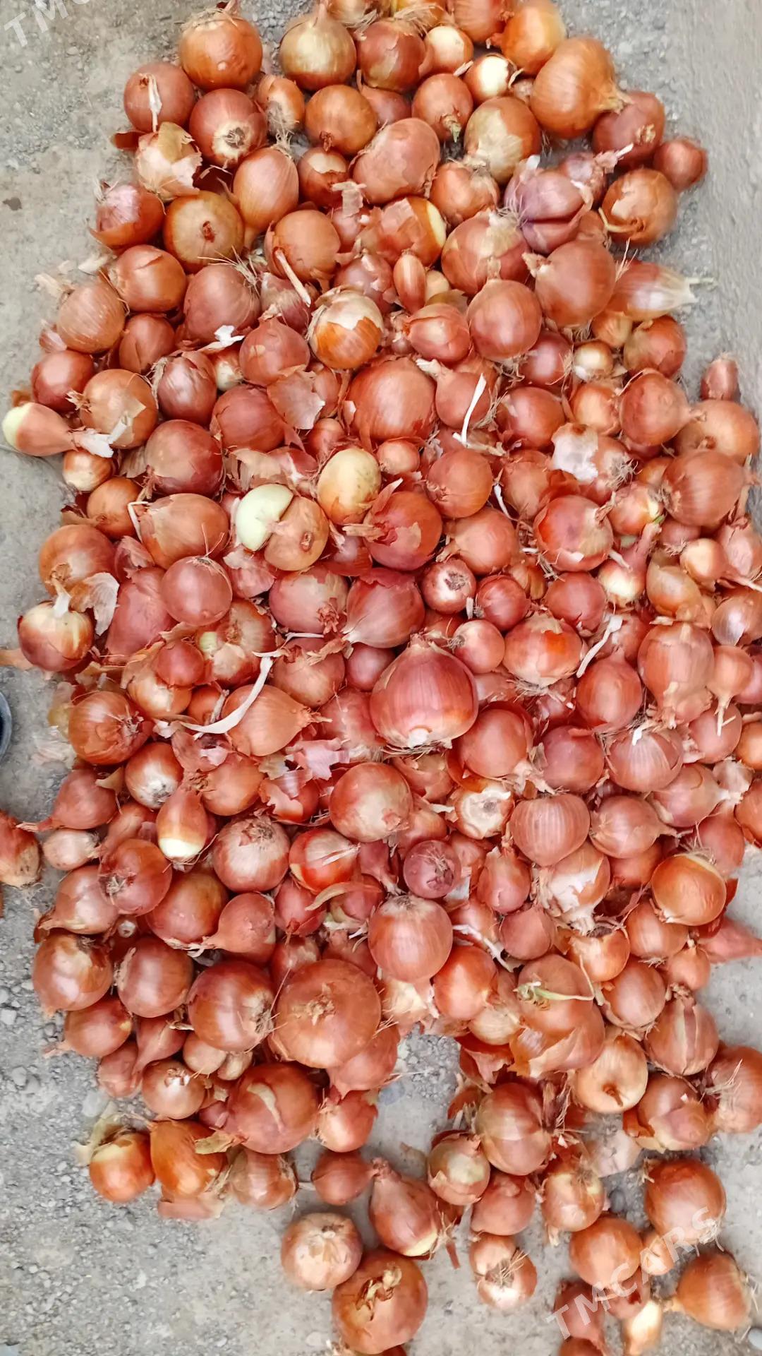 Sogan satlyk - Kaka - img 5